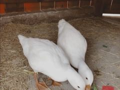 -前小桔亲子创意农场·草莓采摘·露营烧烤