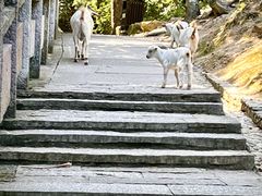 -雁荡山大龙湫景区