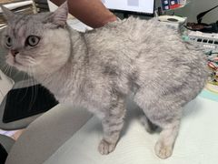 -西安京西宠物医院·瘫痪·疑难杂症