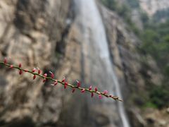 -洛阳白云山景区