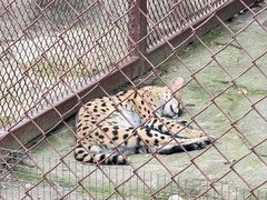 -大连森林动物园