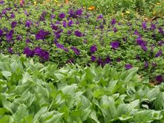 -松山湖梦幻百花洲