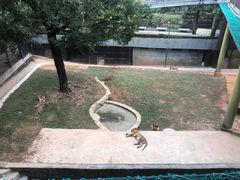 -深圳野生动物园