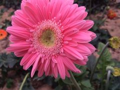 -松山湖梦幻百花洲