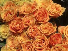 -植物学家的女儿(北马道巷店)