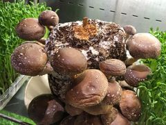 活体菌菇-蜀大侠火锅(四川北路店)