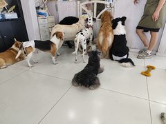 -汪说·狗咖·拼豆·宠物周边DIY(旺城大厦店)