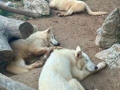 -大连森林动物园