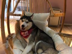 -Husky Go! 哈士奇体验馆·宠物咖啡厅狗咖