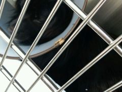 -艾贝尔宠物医院·24H转诊中心·肿瘤猫专科(江宁双龙店)