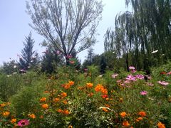 -永定河休闲森林公园