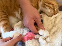 -滚猫咖啡·猫咖·猫友好撸猫(未来城店)