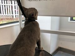 -奈斯宠物医院·核磁CT·异宠专科·内镜(中南店)