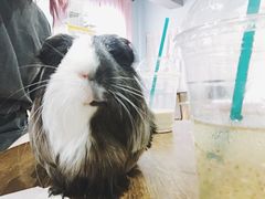 -藦茜花园宠物主题亲子互动体验馆(国顺东路店)