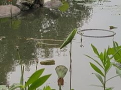 -新江湾城公园