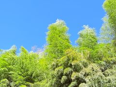 -莫干山风景区
