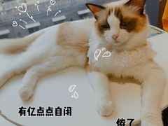 -怪兽屋·羊驼·猫咖·狗咖(俊华广场店)