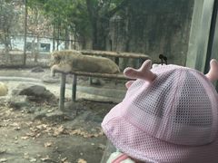 -成都动物园