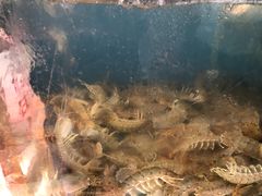 -云南巷海鲜大咖·可加工海鲜