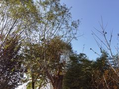 -渭南桃花源民俗文化园