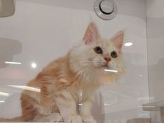 -三花喵·撸猫购宠·宠物生活馆(虹桥南丰城店)