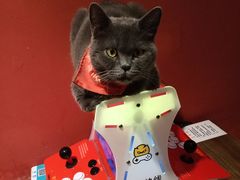 -猫色咖啡·猫咖