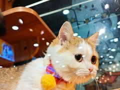 -欣宠猫屋·矮脚拿破仑·蓝金金渐层