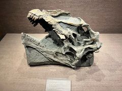 -自贡恐龙博物馆