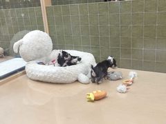 -帕帕拉兹宠物(亚洲旗舰店)