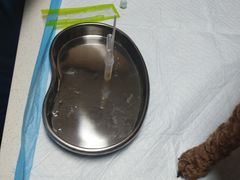 -A猫a狗全科·犬猫异宠·芥西宠物医院(南开总院)