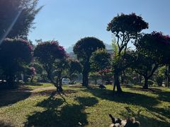 -云南勐巴娜西珍奇园