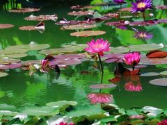 -国家植物园南园