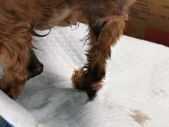 -顺强宠物诊所·狂犬免疫·夜诊·骨科(嘉定店)