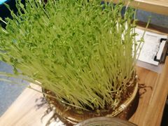 -广顺鑫猪肚鸡(经八路店)