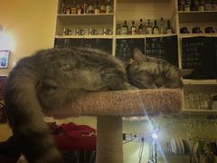 -猫色咖啡·猫咖