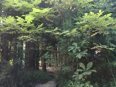 -武陵山森林公园