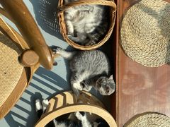 -猫友咖啡店(玉林西路店)