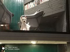 -百好乐宠物友好餐厅(朝外大街店)