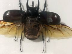 -上海昆虫博物馆