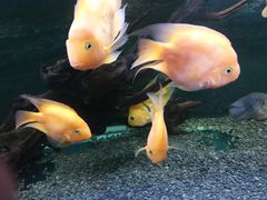 -沙沙哗啦海洋馆(华宇百花谷店)