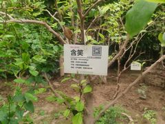 -呀路古热带植物园