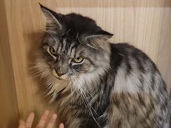 -MOCHA明星猫咖(田子坊店)