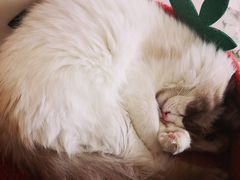 -猫腻·猫咖·撸猫馆(星光大道店)