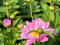 -洛阳市隋唐城遗址植物园