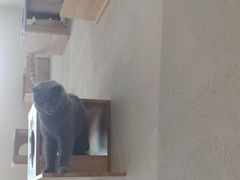 -藏猫猫咖啡主题馆(中央大道店)