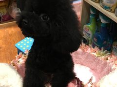 -爱宠屋pet shop·宠物洗澡·宠物美容