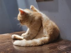 -Meowの猫咖(万家丽店)