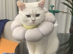 -佳雯宠物医院·皮肤科·内外科(春晓路分院)