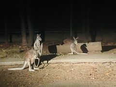 -清迈夜间动物园