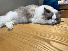 -藏猫猫咖啡主题馆(中央大道店)